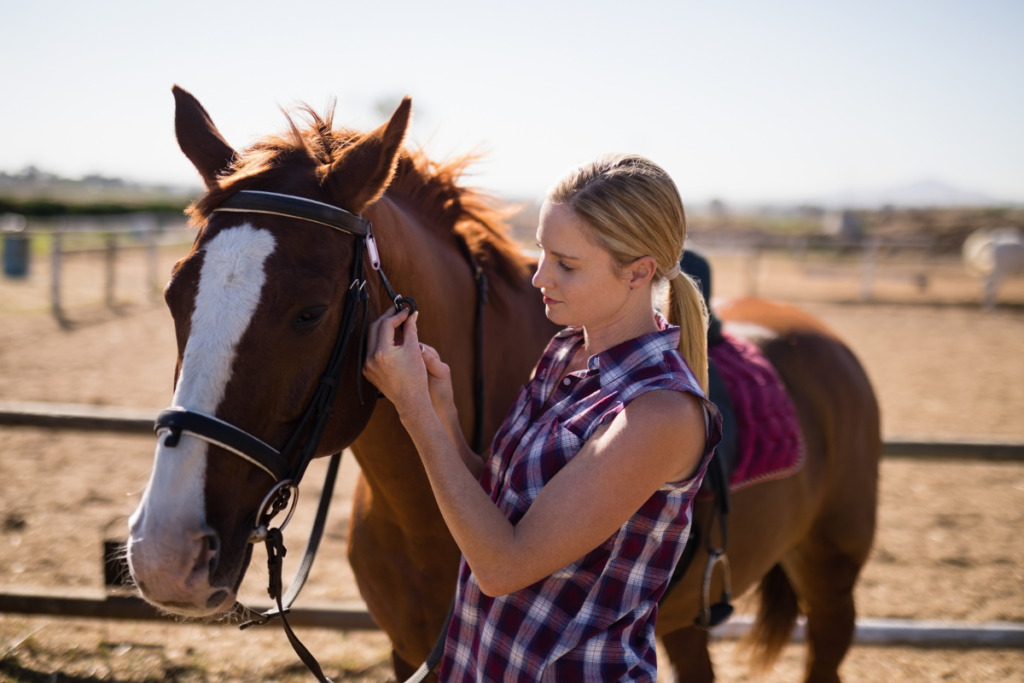 Équipement pour cheval : les dernières tendances des magasins de matériel d' équitation