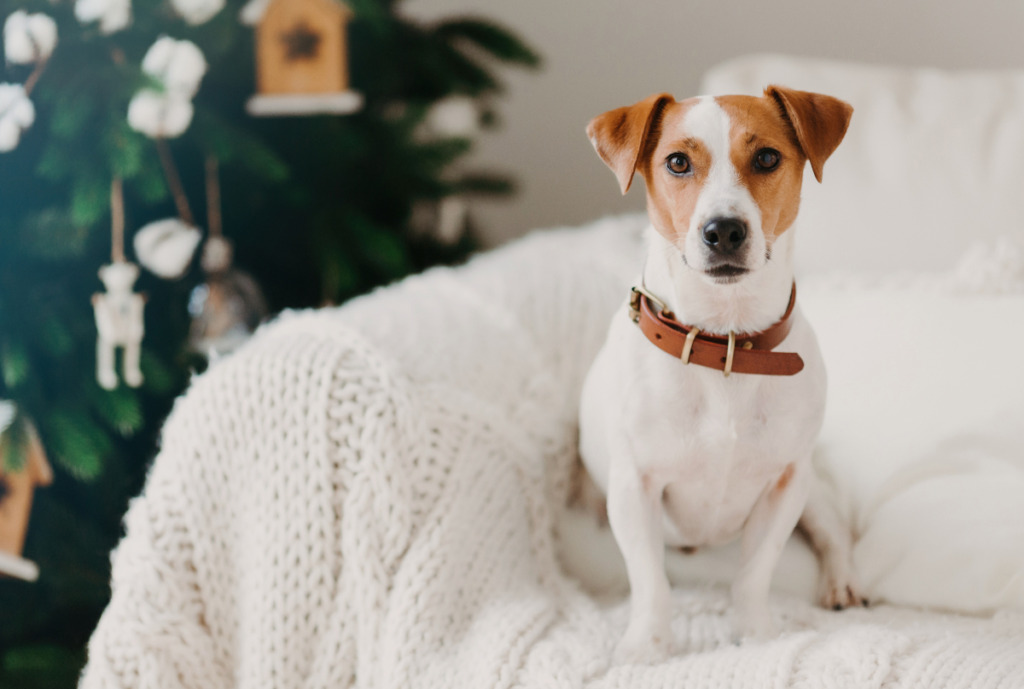 équiper son chien