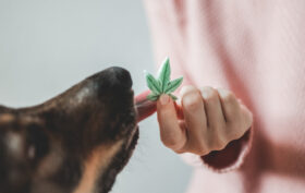 CBD pour chien