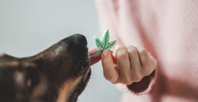 CBD pour chien