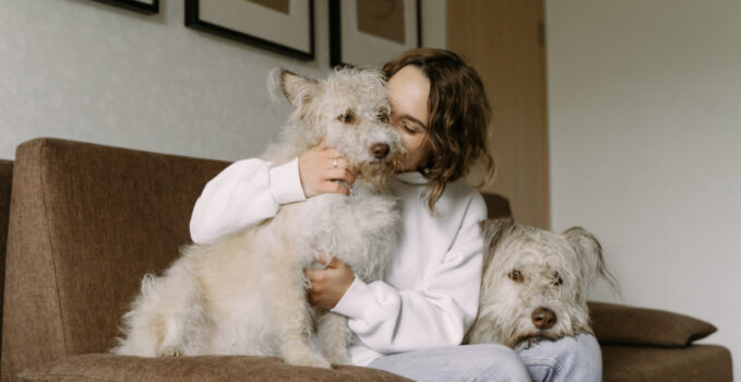 Résine de CBD pour animaux