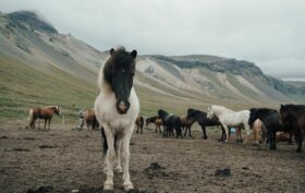 aniamux islande