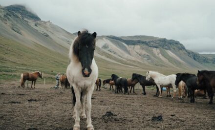 aniamux islande