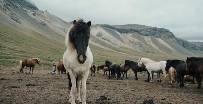 aniamux islande