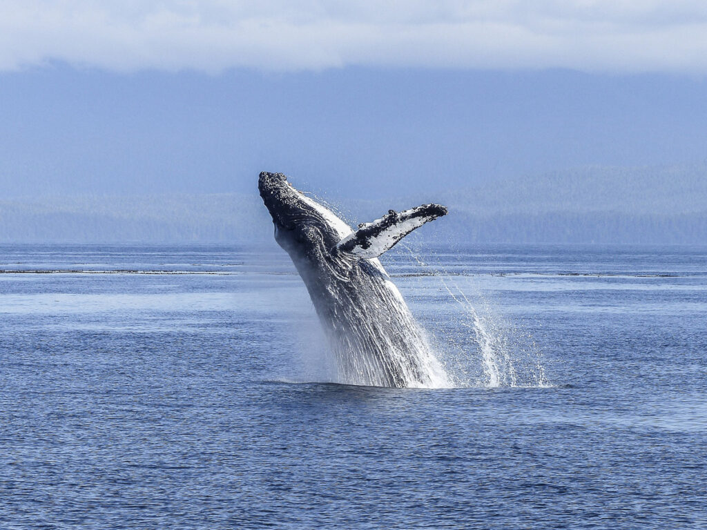 animaux d'islande