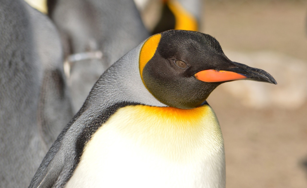 animaux sauvages Islande