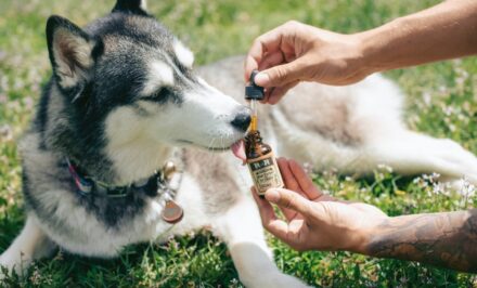 cbd chiens