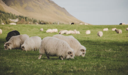 endroit pour observer animaux sauvages en Islande