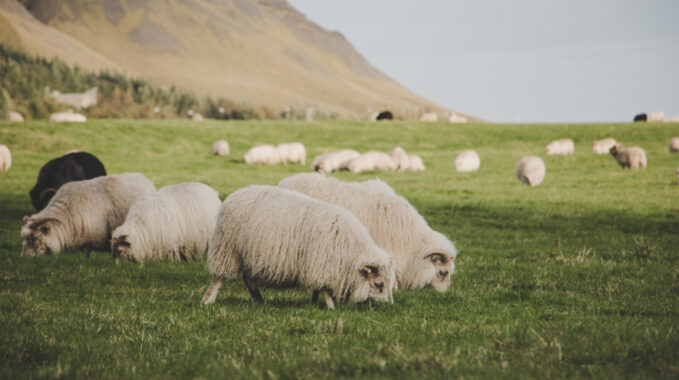 endroit pour observer animaux sauvages en Islande