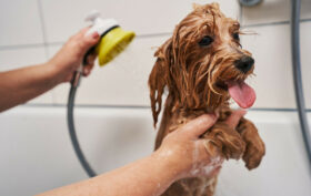 lavage chien