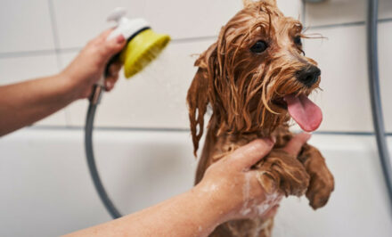 lavage chien