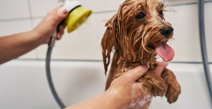 lavage chien