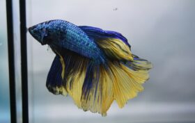 poisson betta