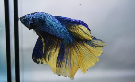 poisson betta