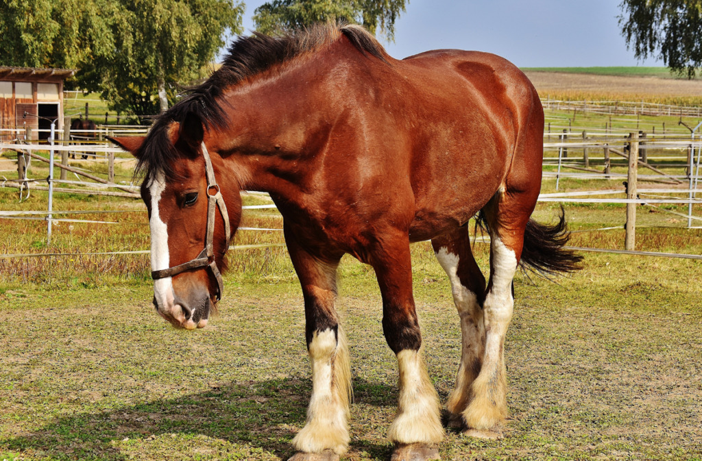 terrain pour des chevaux