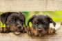 adopter animaux