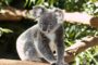 animaux disparition