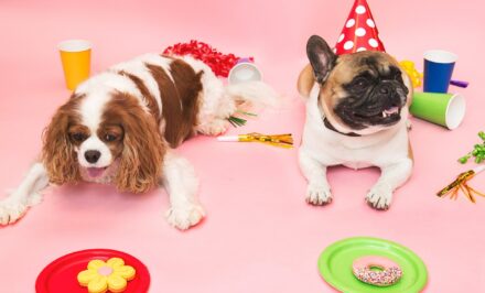 anniversaire chien