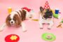 anniversaire chien