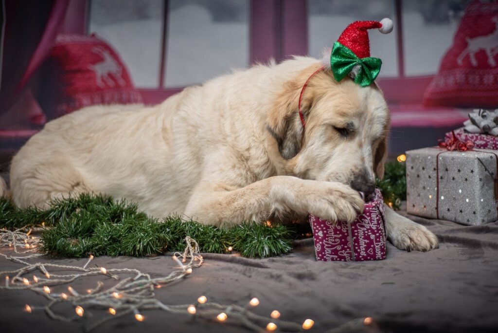 cadeaux chien