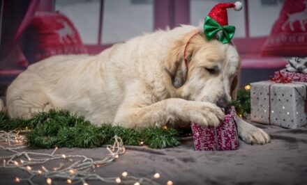 cadeaux chien