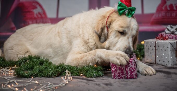 cadeaux chien