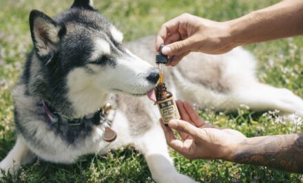 chien hhc
