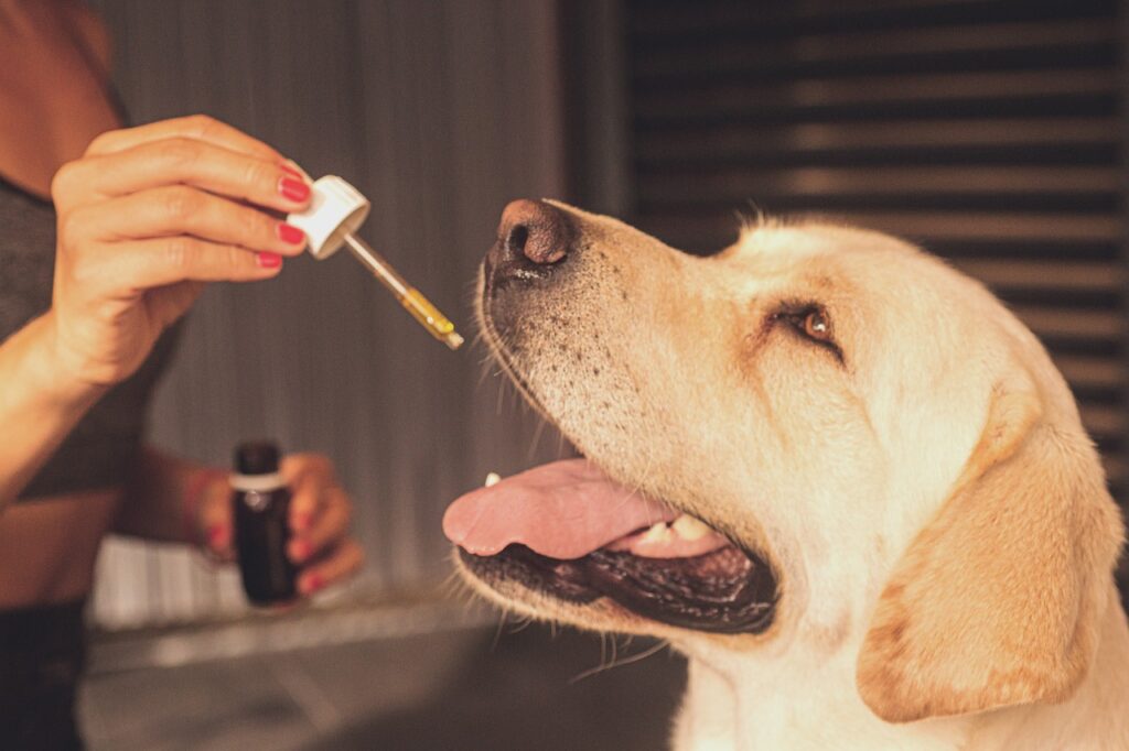 anxiété animaux