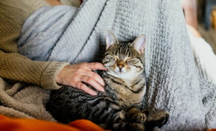 chat malade