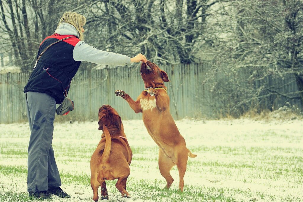 sport chien