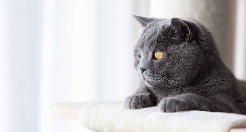 Chatte qui bave