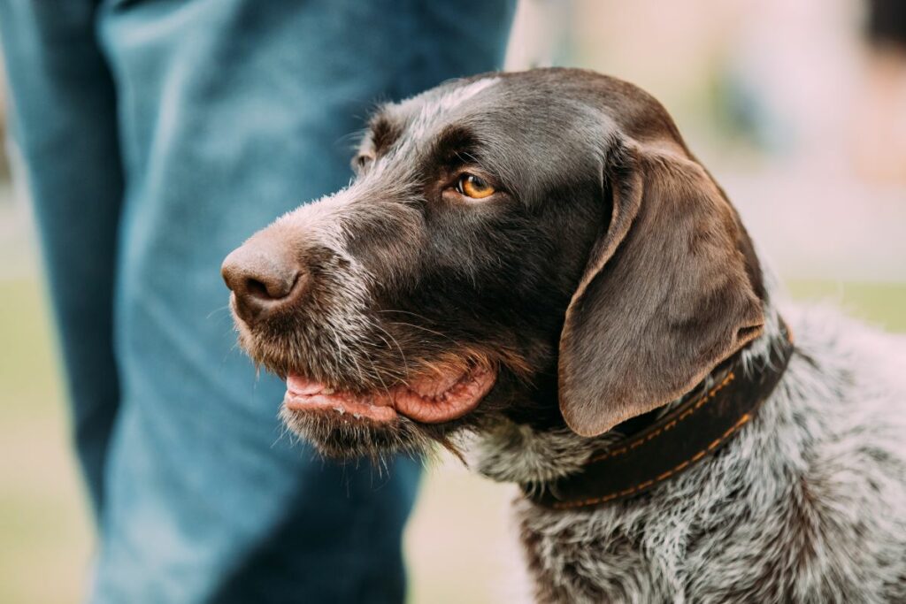 Chien éternue