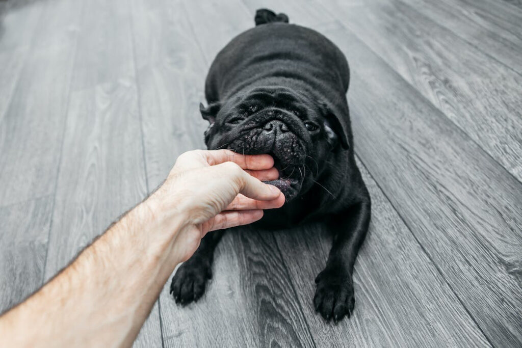 Morsure chien