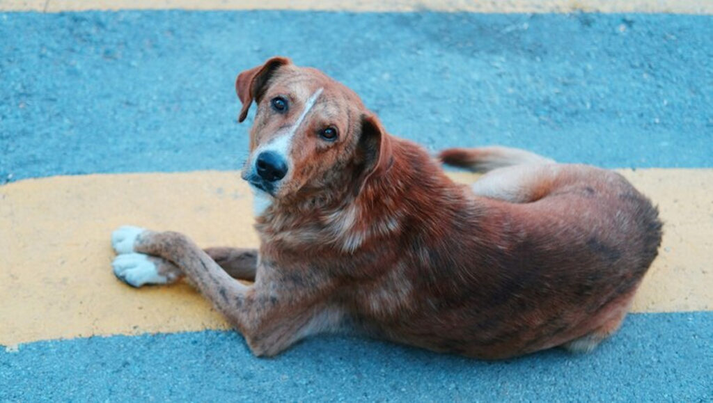 Peau noire chien