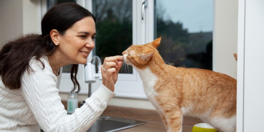 antidouleur chat