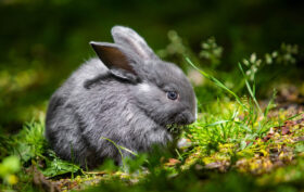 bébé lapin