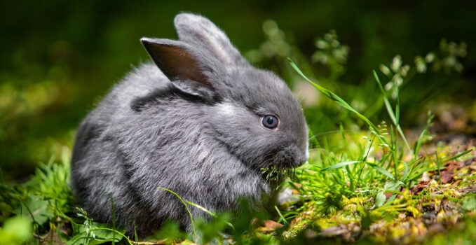 bébé lapin