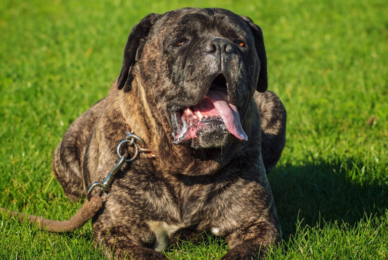 Chien dangereux les caractéristiques du Cane corso