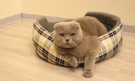 chambre chat