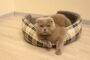 chambre chat