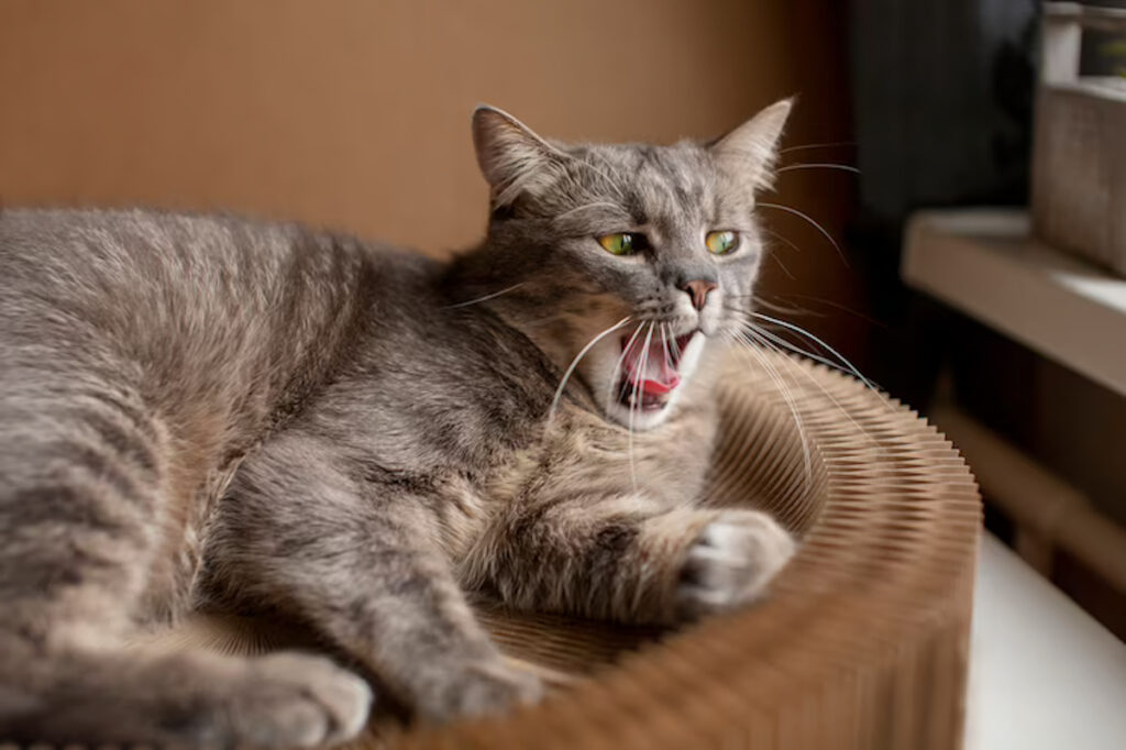 chat