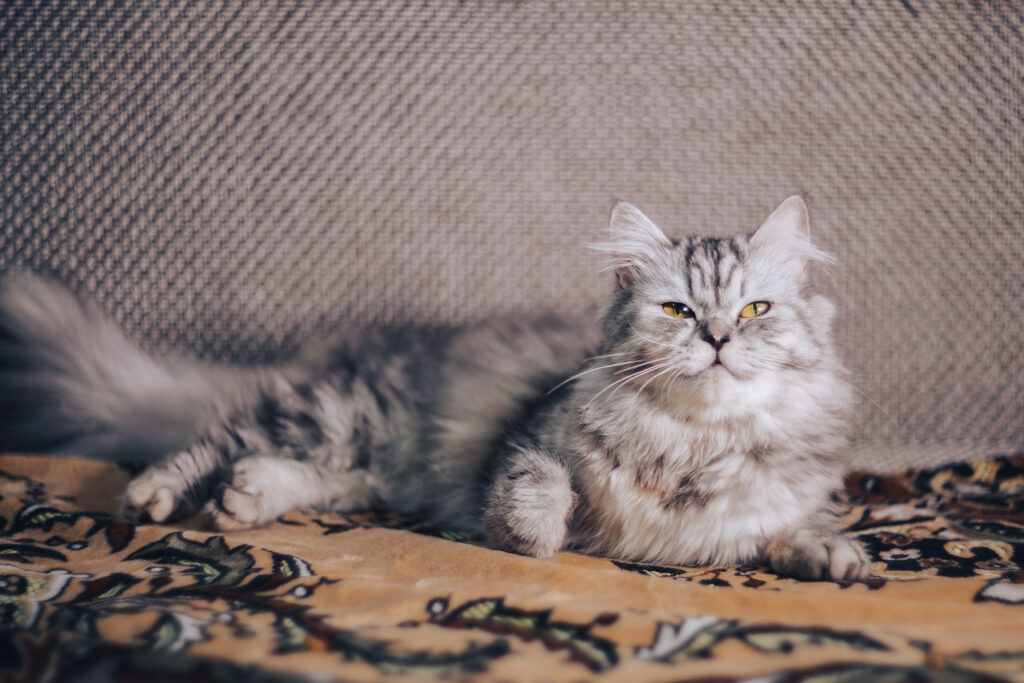 chat persan