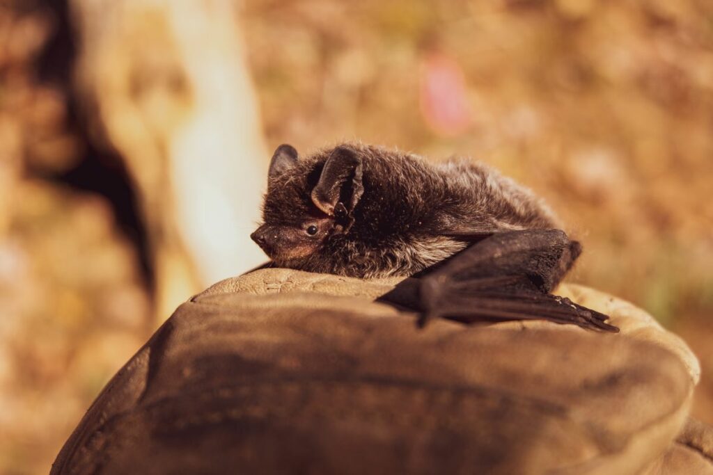 chauve souris