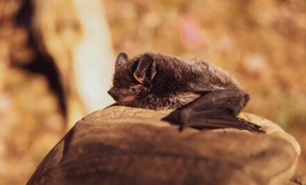 chauve souris