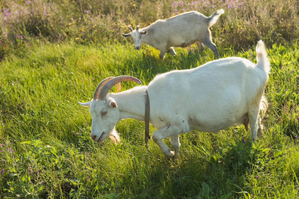 chevre mamelle