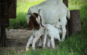 chèvre