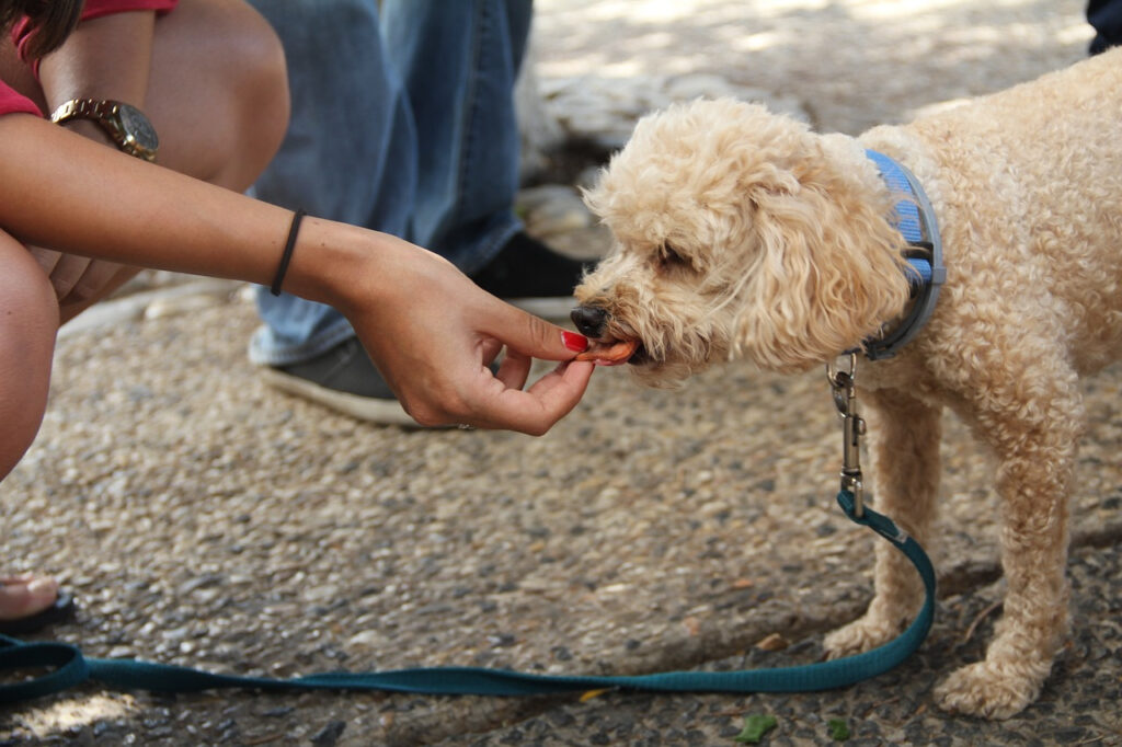 chien alimentation