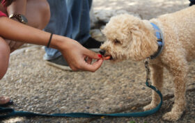 chien alimentation