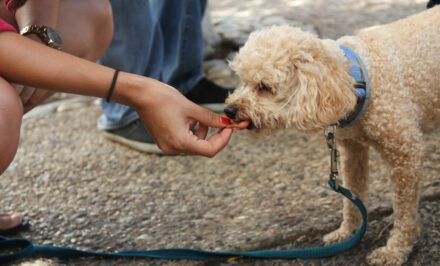 chien alimentation