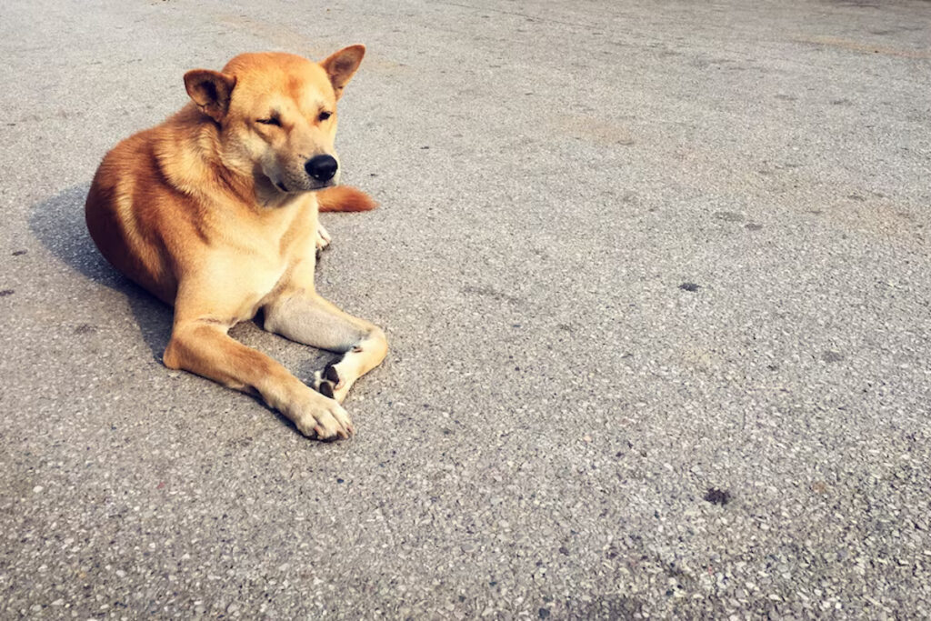 chien boite